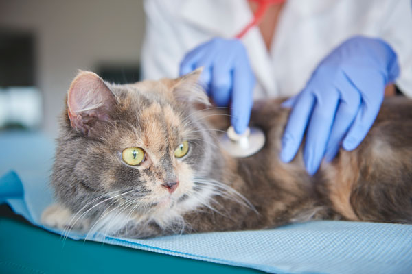 veterinario atiende a un gato