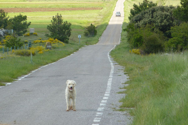 El 30% de los accidentes con animales sueltos es provocado por perros