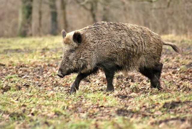 Los jabalíes están presentes en el 30% de los accidentes con animales de caza